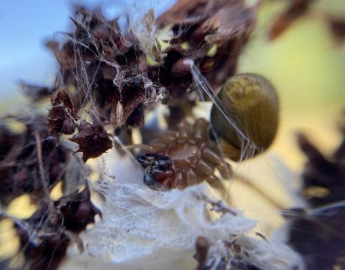 Réf. 290 491 : Cheiracanthium punctorium